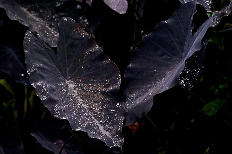Foliage Variety