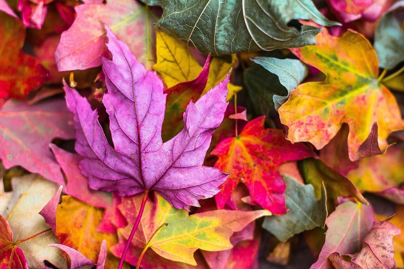 Fall Leaves