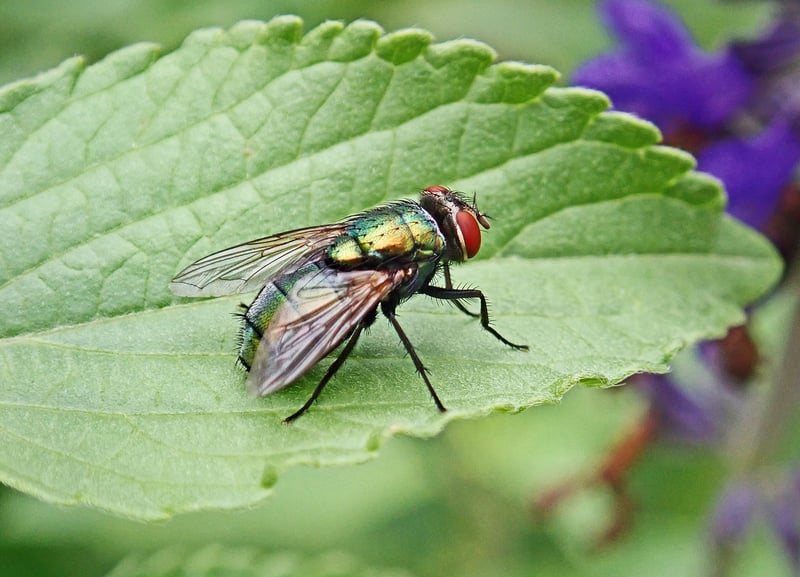 Garden Pests