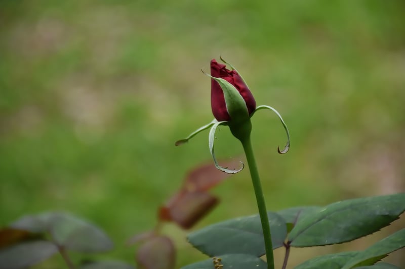 Secret Garden