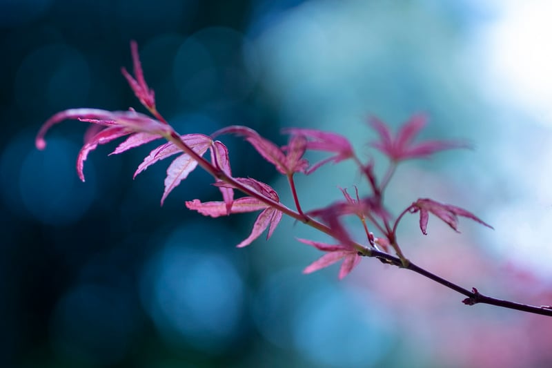 Japanese Garden
