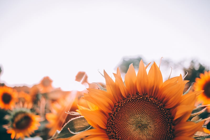 Summer Sunflower