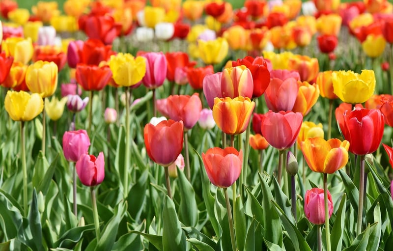Spring Tulips